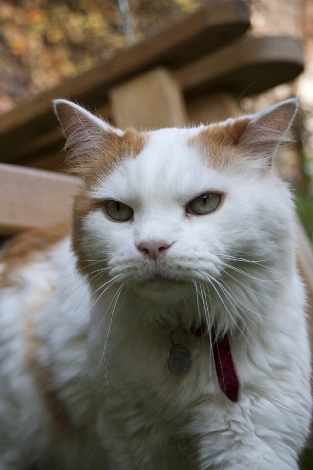 Furry cute pet