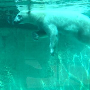 Polar bear animal