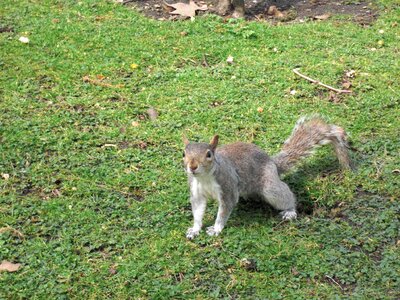 Rodent animal fur