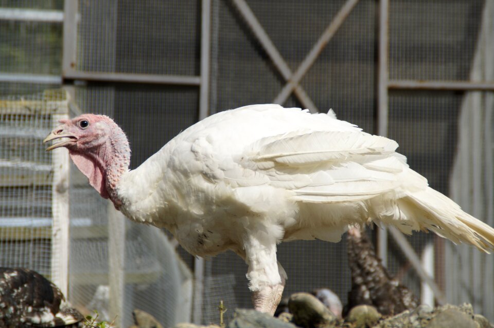 Bird poultry farm plumage