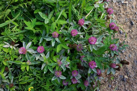 Red clover forage plant red flower