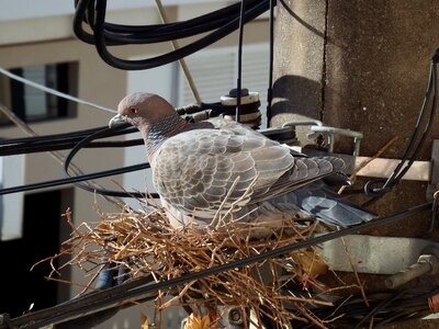 Pigeon nest birdie dove photo