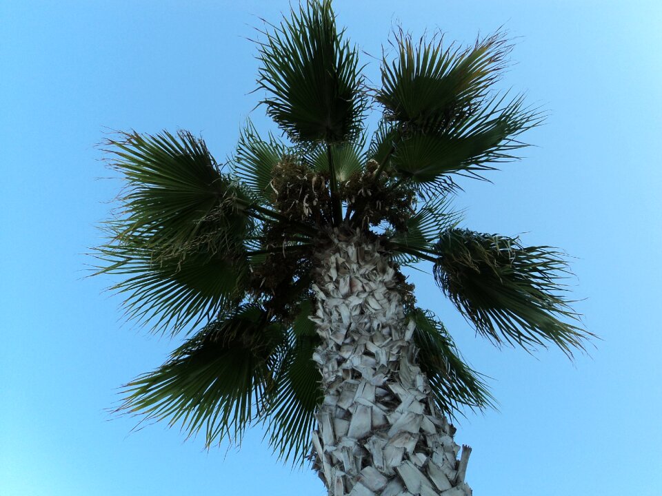 Palm tree turkey