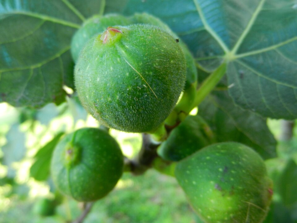 Brebas fig tree fruit