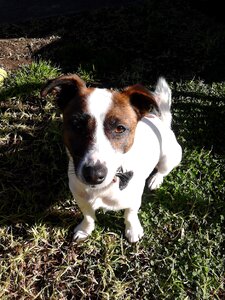 Pet white domestic photo