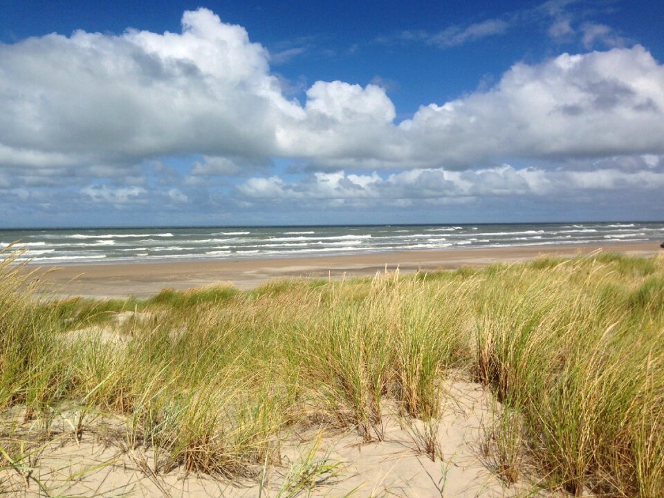 North sea nature grass