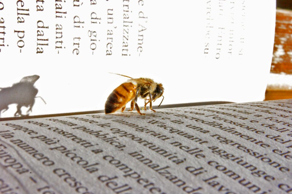Bee book rifkin