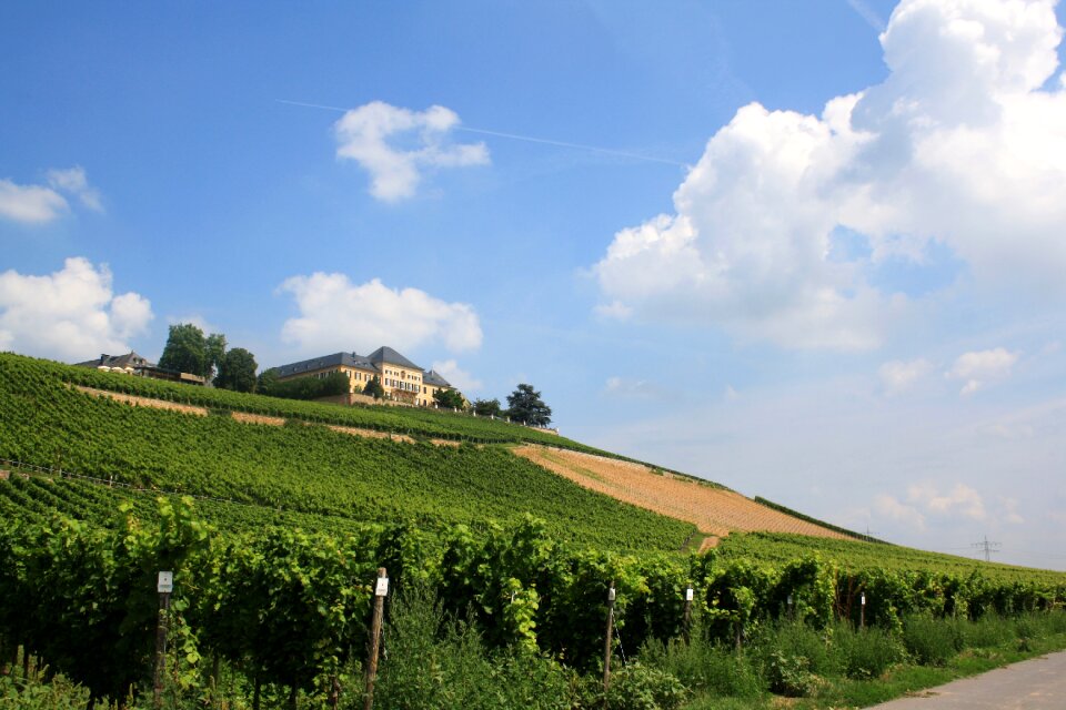 Winegrowing vine wine