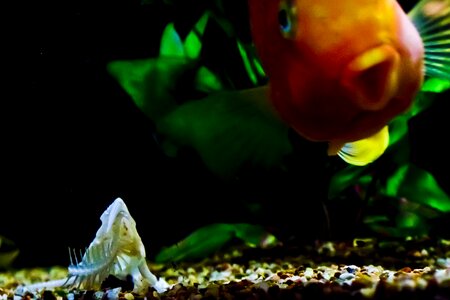 Skeleton tank gold fish photo