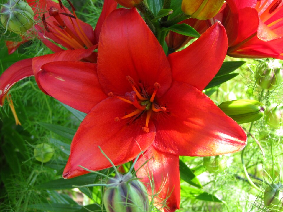 Blossom bloom plant