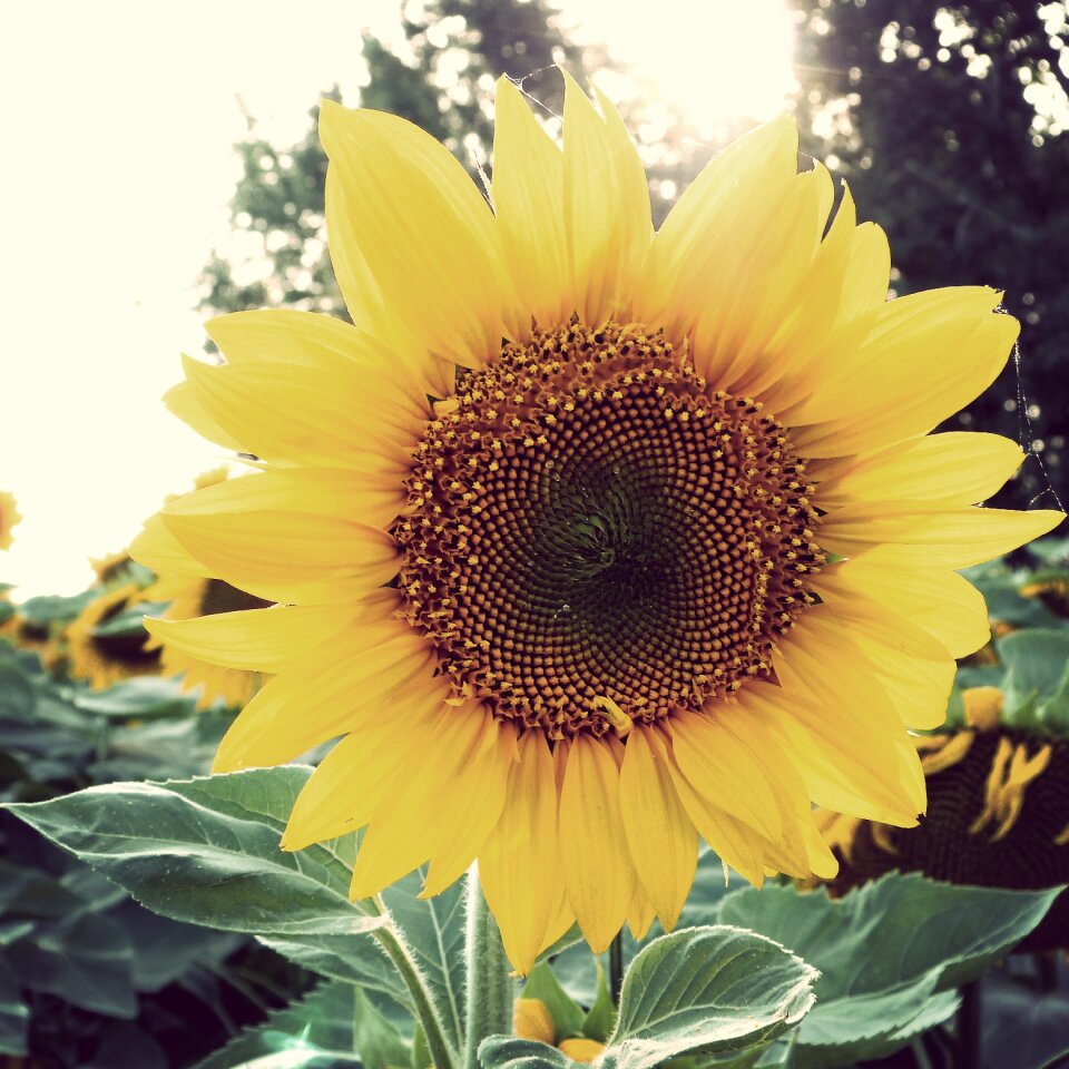 Summer landscape color