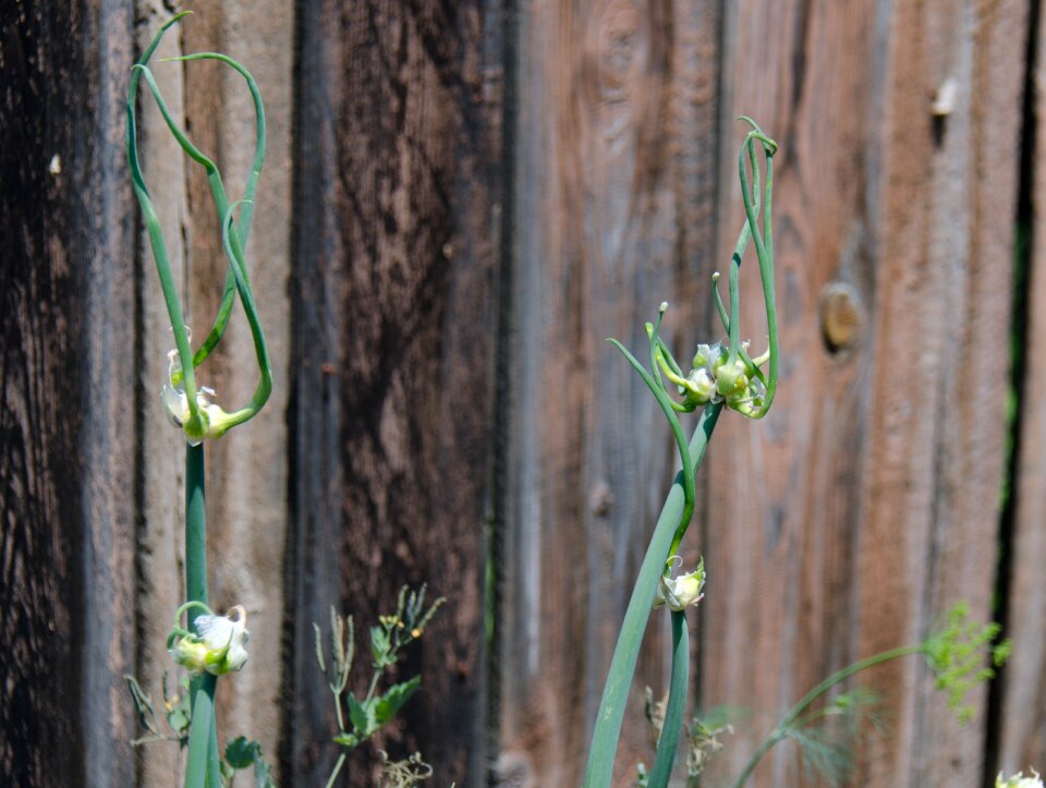 The ovary summer fence
