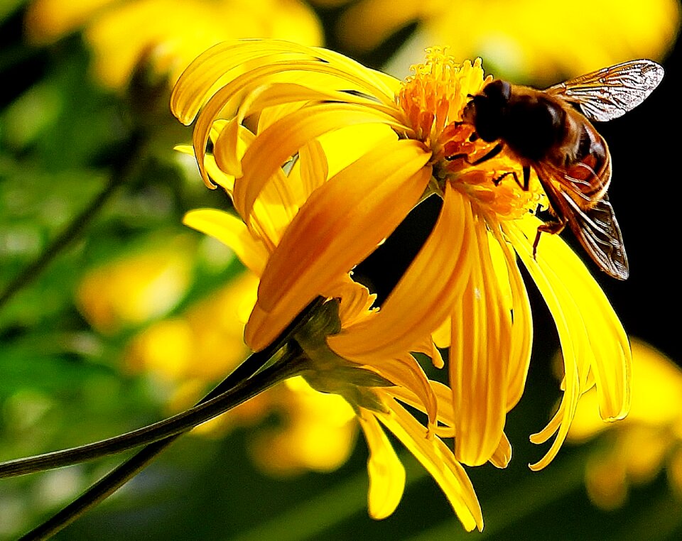 Yellow petals plant stems