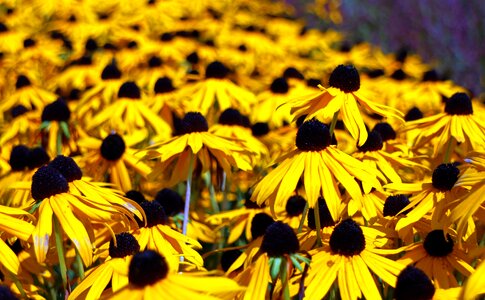 Yellow bloom close up