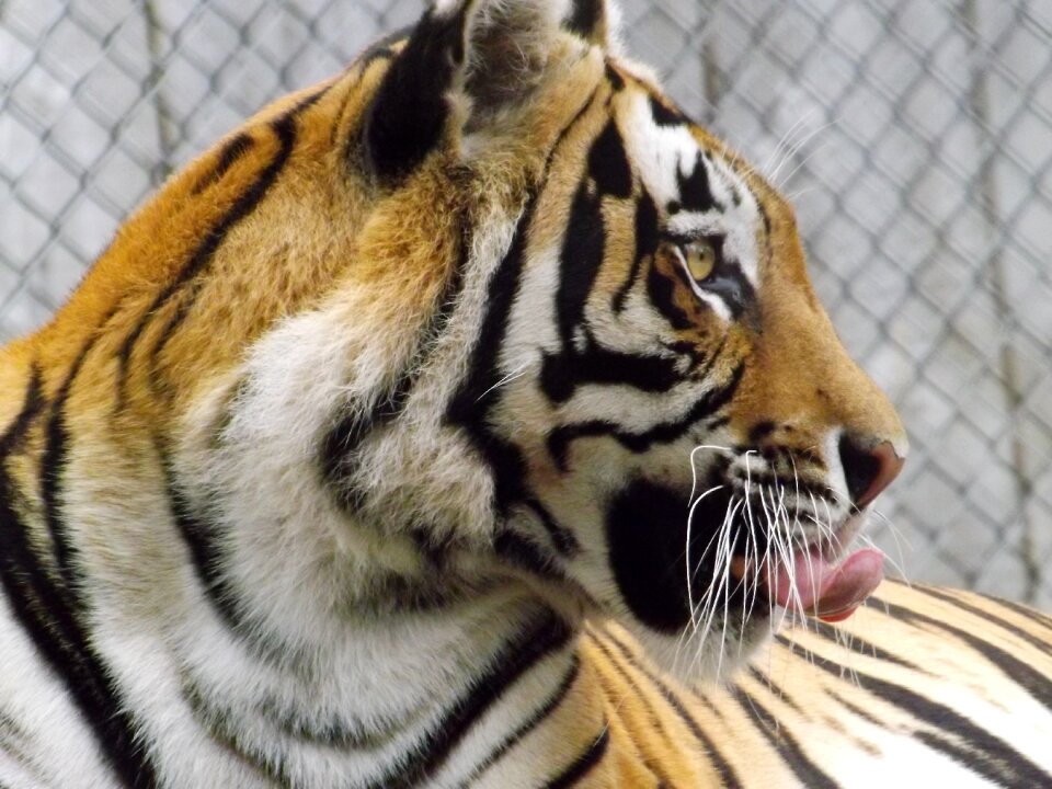 Bengal wild animals zoo photo