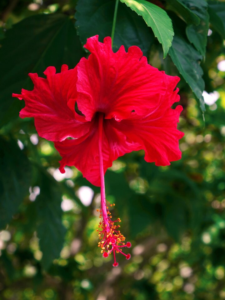 Marshmallow mallow malvaceae