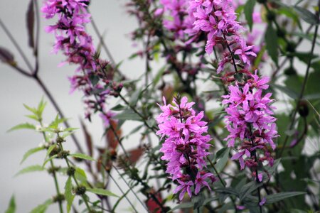 Pink flower plant purple flower photo