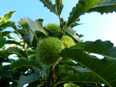 Tree outdoors plant