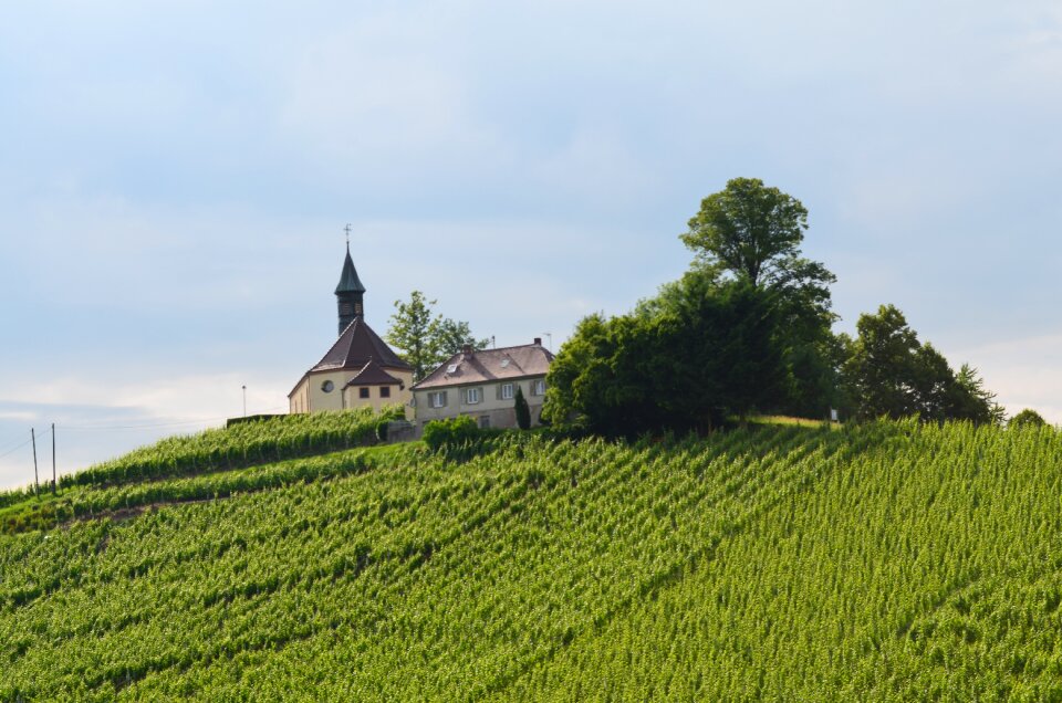 Church mountain vineyard