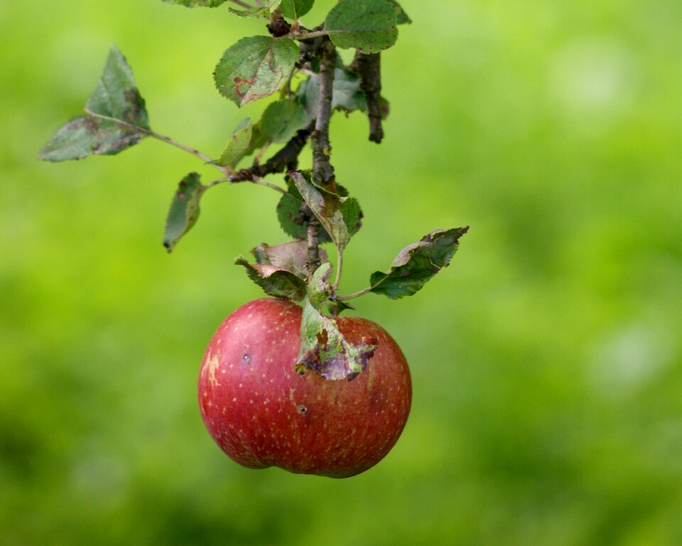 Ripe food apple tree