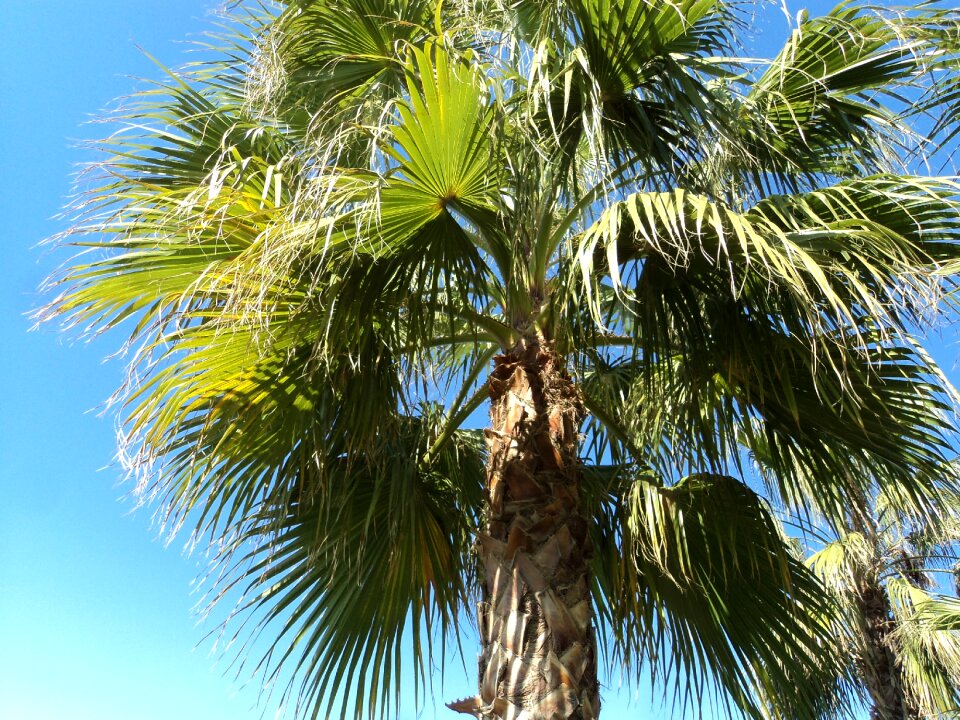 Vacations plant green