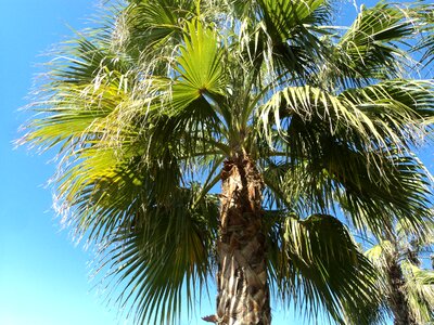 Vacations plant green