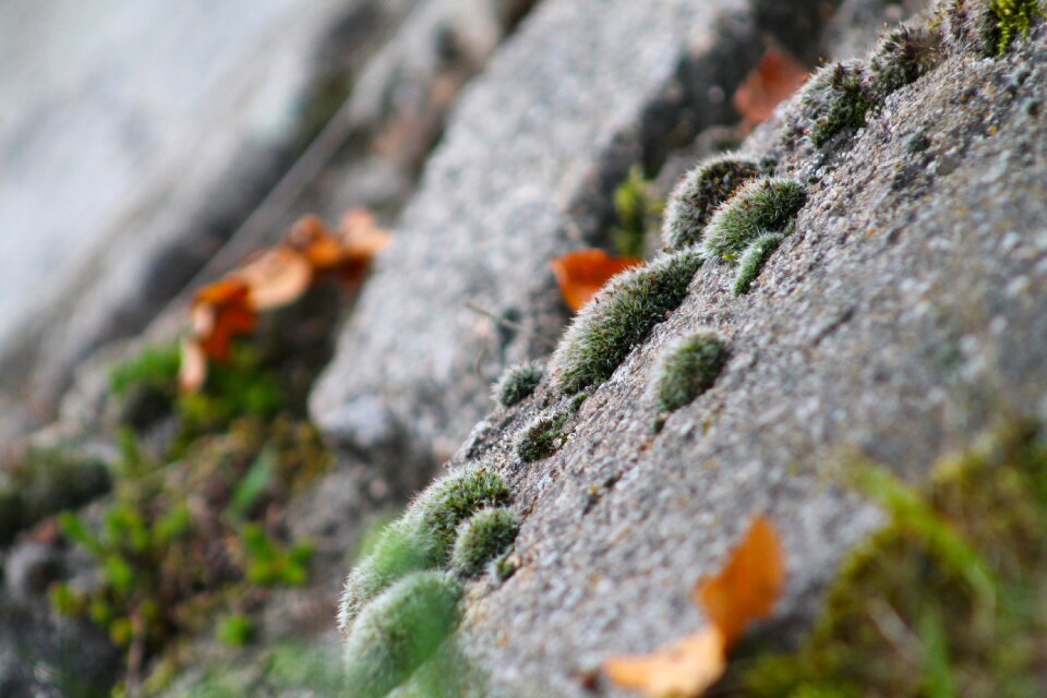 Nature plant stones