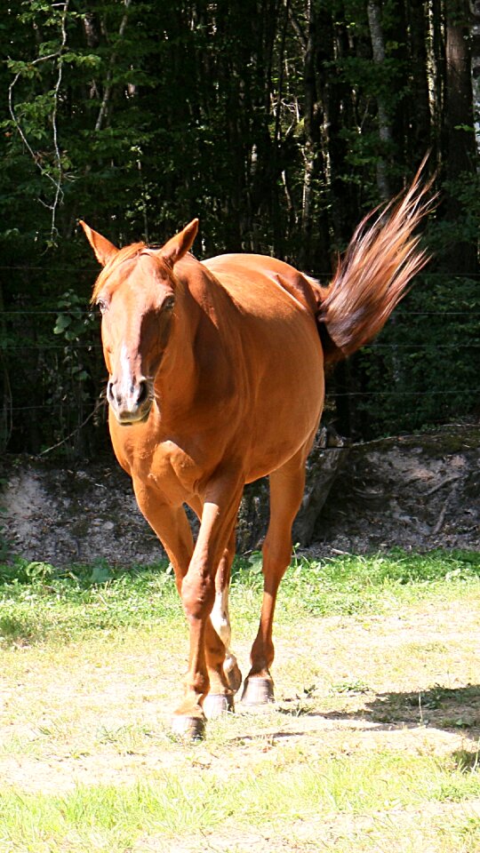 Animals horseback riding pre
