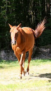 Animals horseback riding pre photo