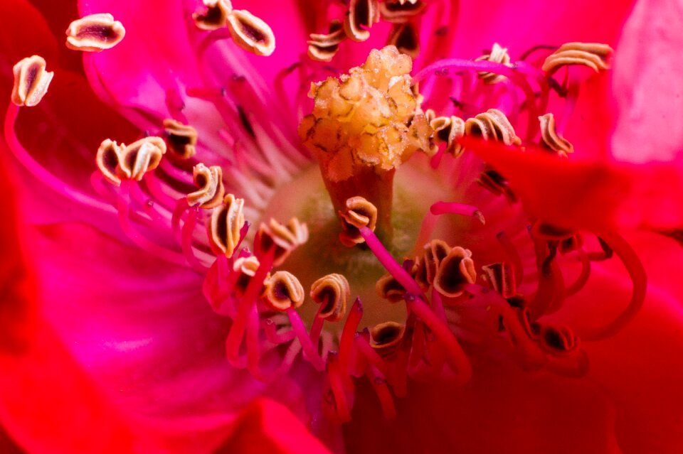 Floral closeup blossom
