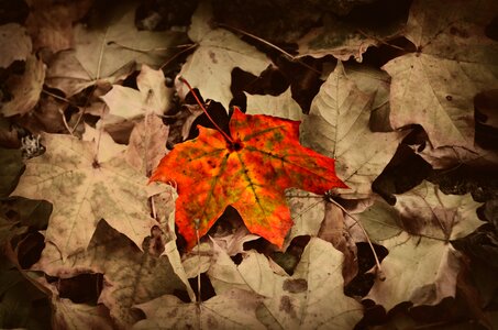 Sheet autumn macro