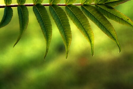 Nature green garden