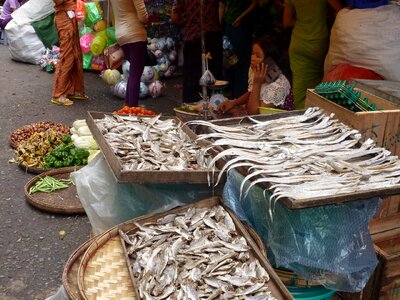 Fish burma myanmar photo