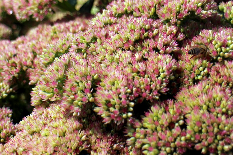 Big fat hen green pink