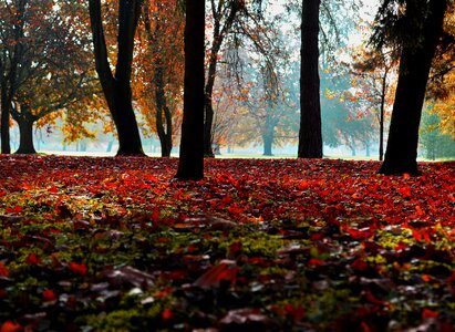 Autumn nature landscape photo