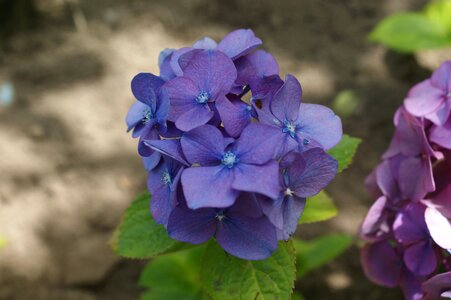 Hortensia flower garden