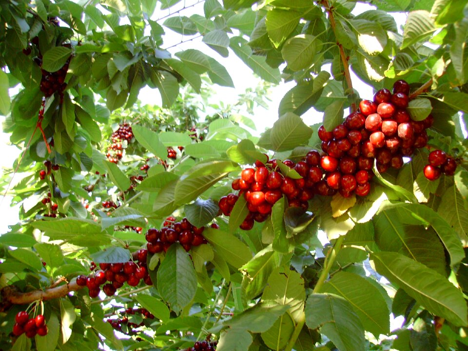 Fruit cherry collection