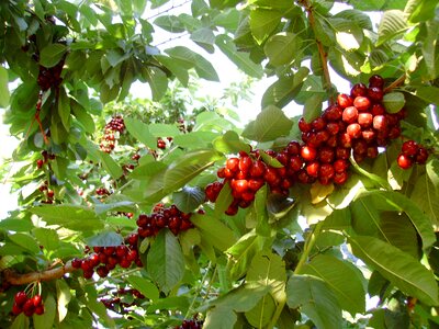 Fruit cherry collection