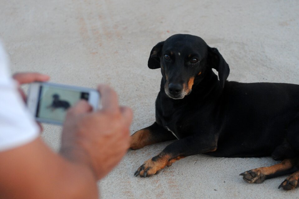 Iphone 5 basset hound cofap