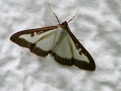 Black fabric structure