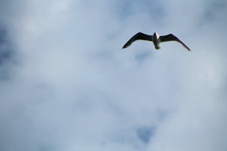 Bird white blue photo