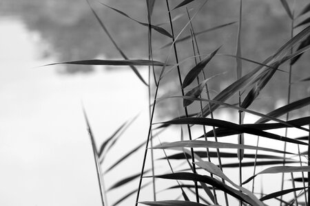 Blade of grass nature foliage
