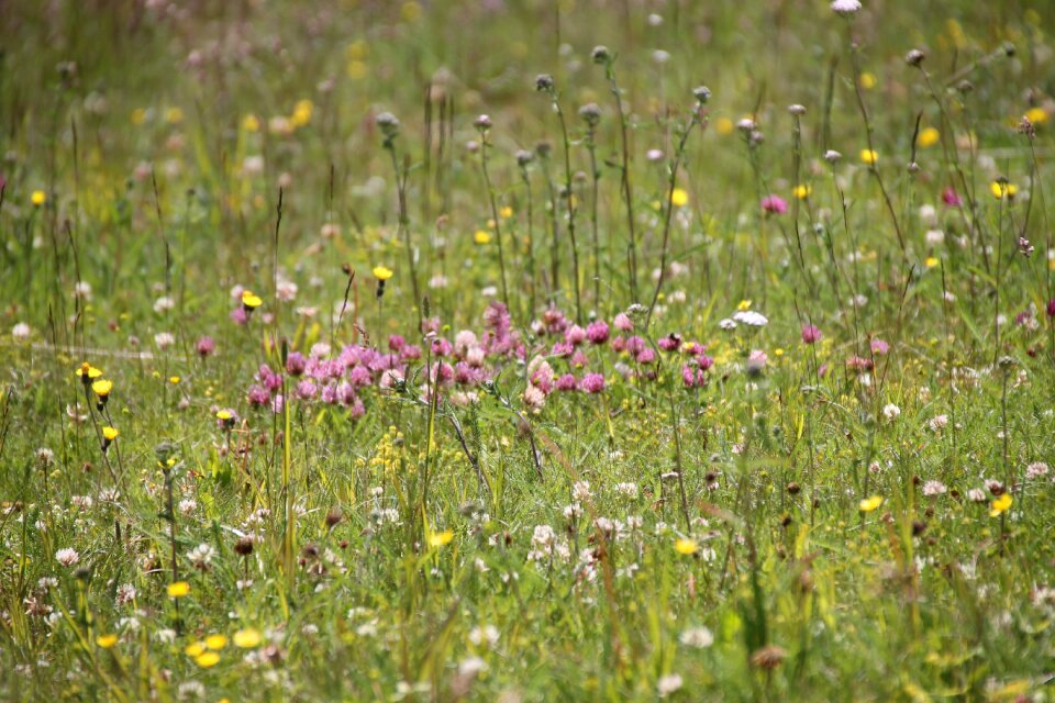 Summer meadow bloom