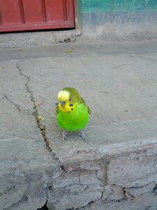 Wild birds nature