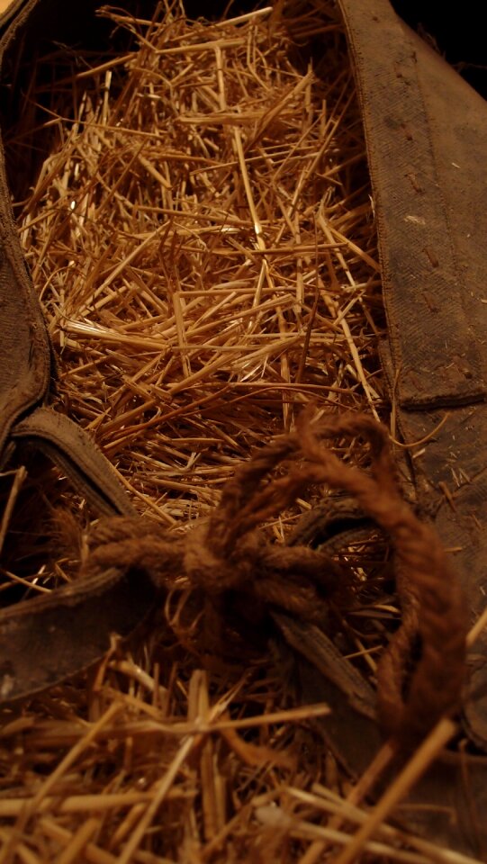 Agriculture traditional wheat