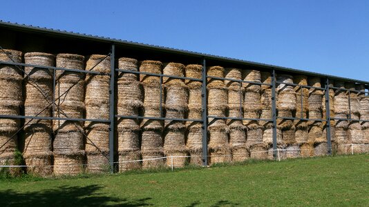 Forage field rural photo