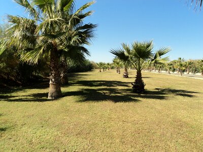 Antalya plant green