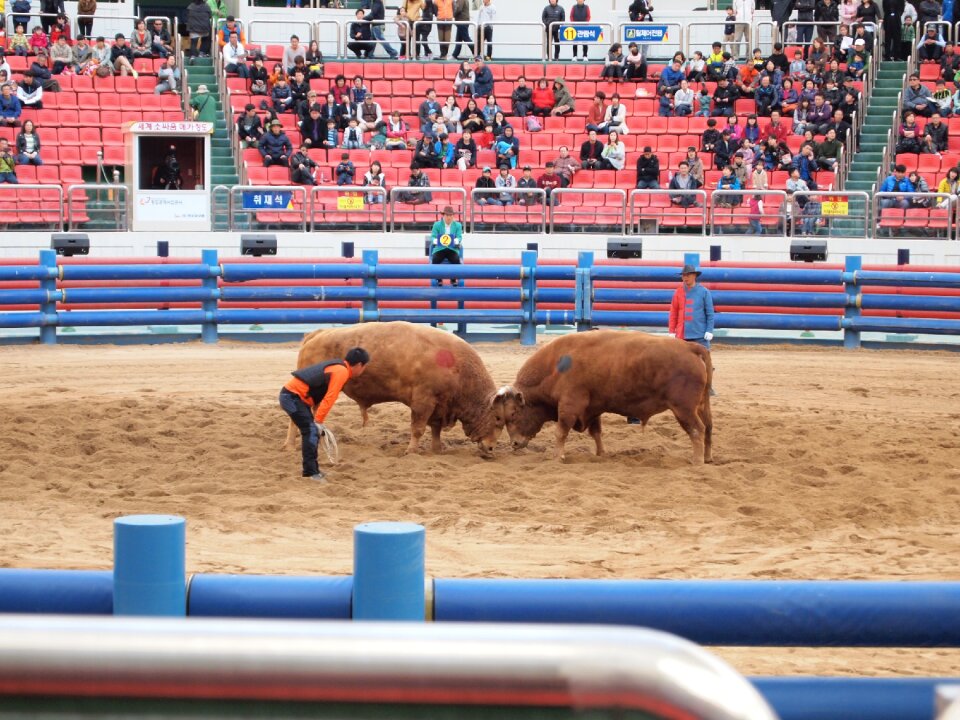 Qingdao cow fighting qingdao cow