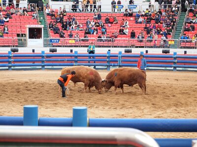 Qingdao cow fighting qingdao cow
