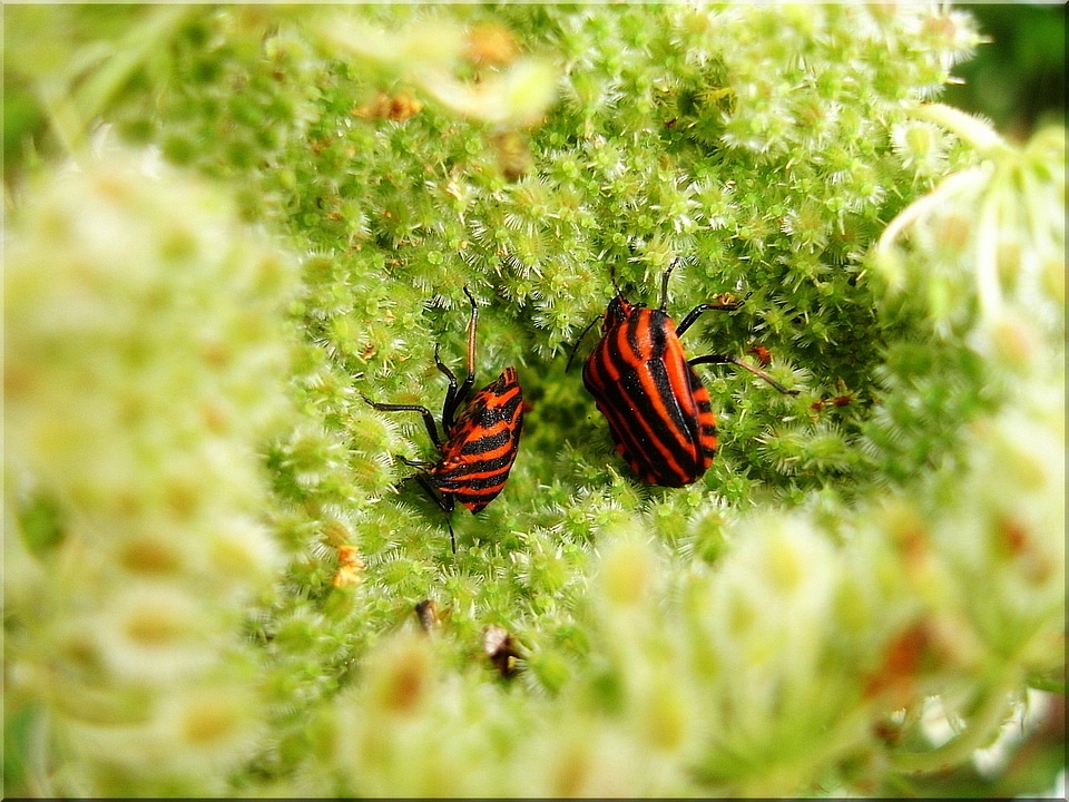 Carrot insect close up